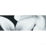 PRET-A-PORTER BLACK FLOWER COMPOSITION декор3