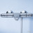 34155003 Grohtherm 1000 New Термостат д/ванны